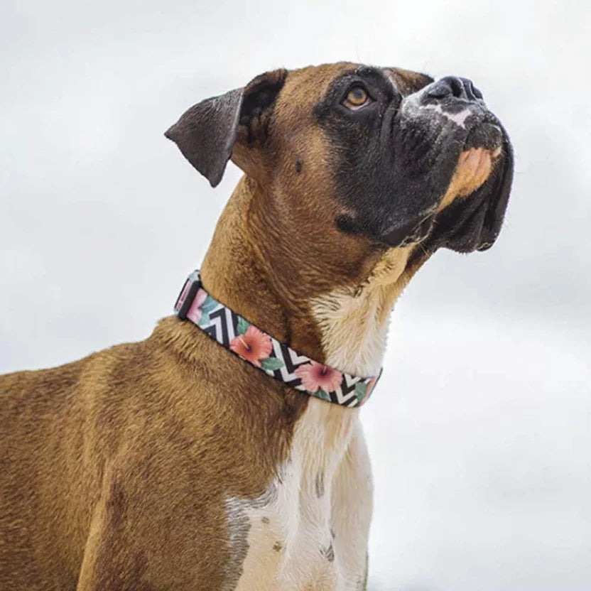 Zee Dog-Mahalo Collar for Dogs