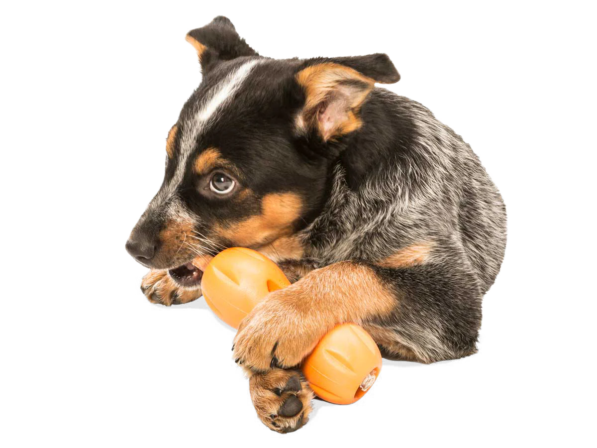 West Paw- Zogoflex Qwizl Treat Toy for Dogs