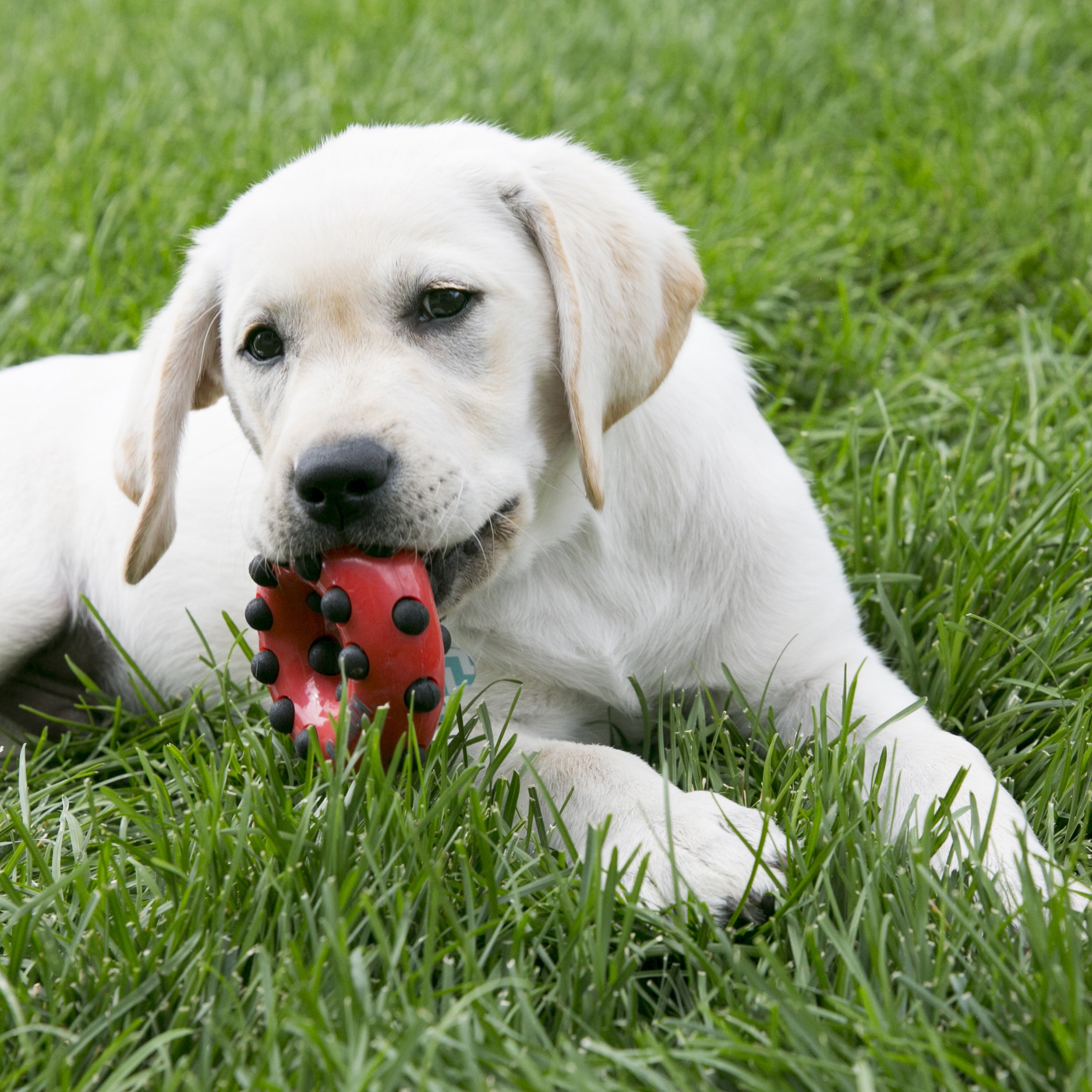 Kong - Dotz Circle Toy for Dog