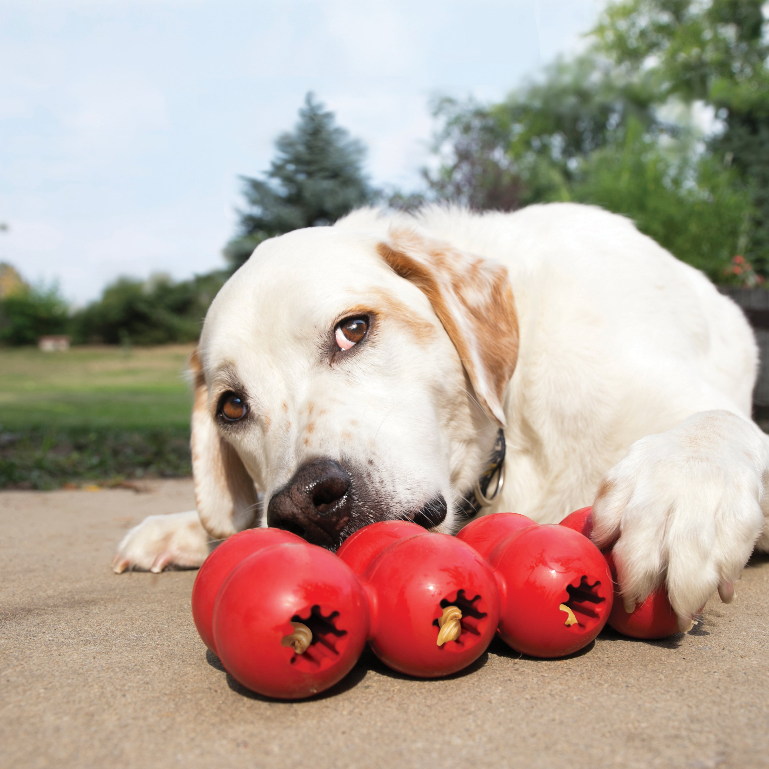 Kong - Goodie Ribbon Toy for Dog