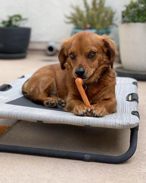 Nylabone - Power Chew Flavor Frenzy Bone Triple Pack