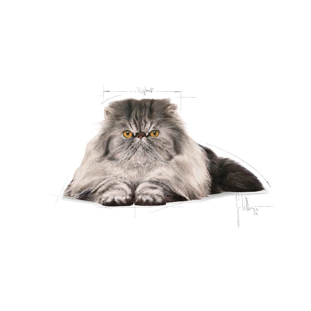 Royal Canin- Persian Adult Cat Wet Food