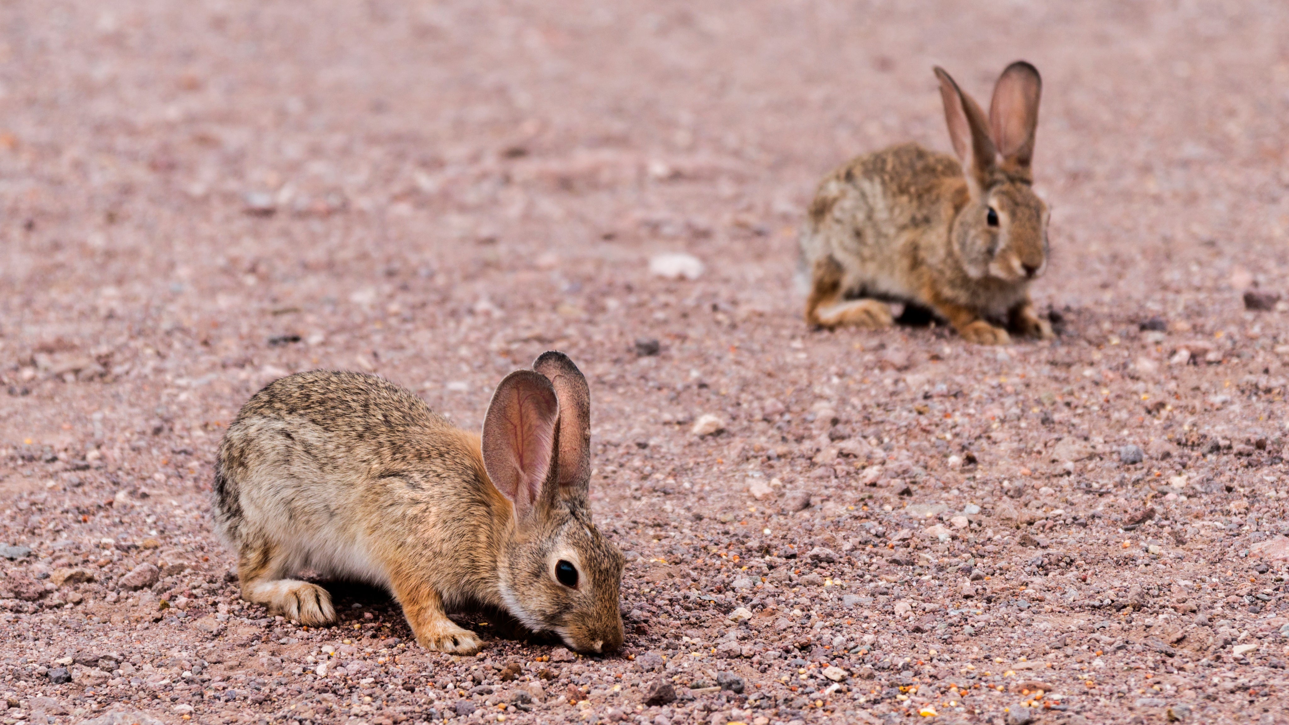 Small Animals