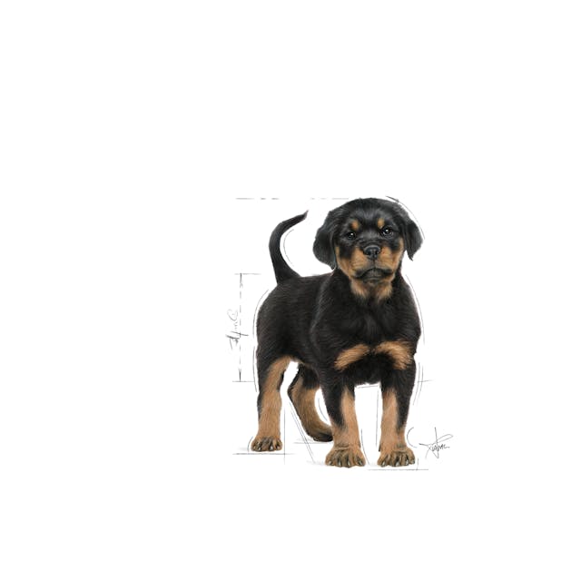 Royal Canin - Rottweiler Puppy Upto 18 months old