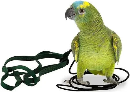 Beaks - Bird Harness