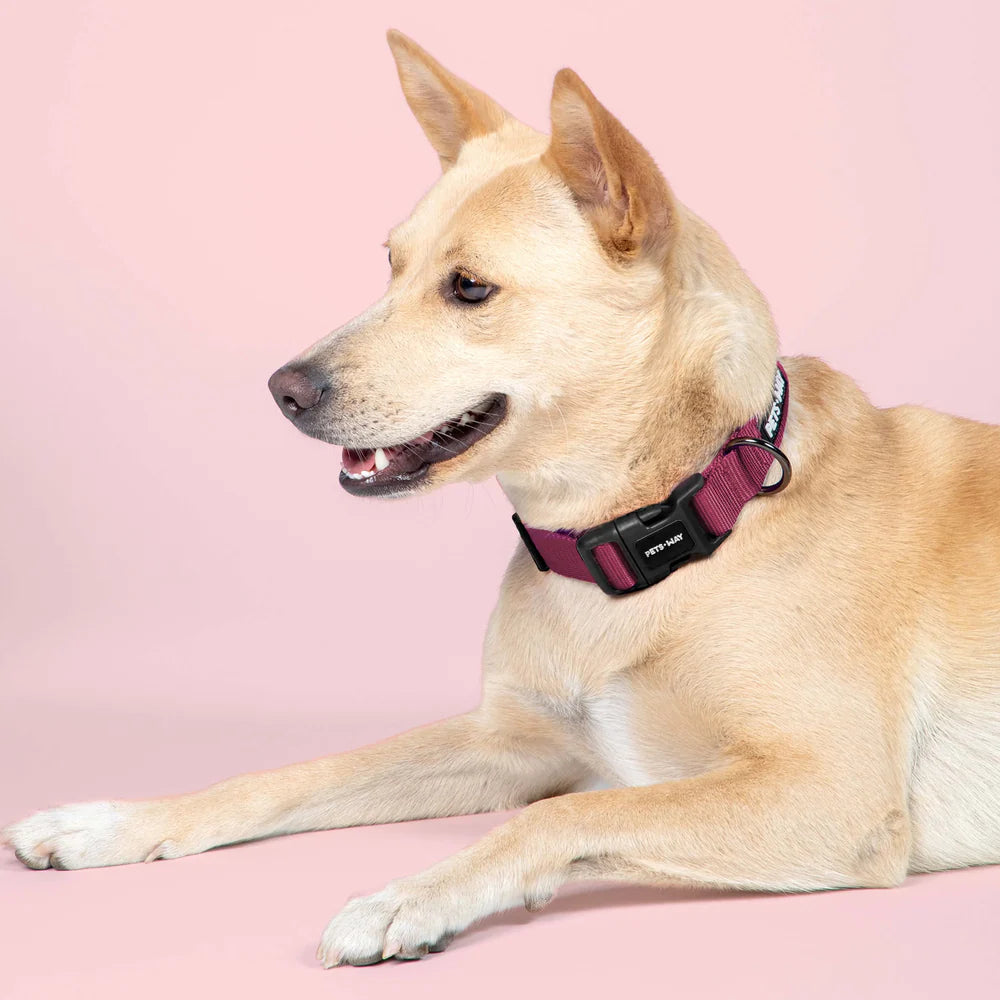 Pets Way Classic Padded Collars For Dogs