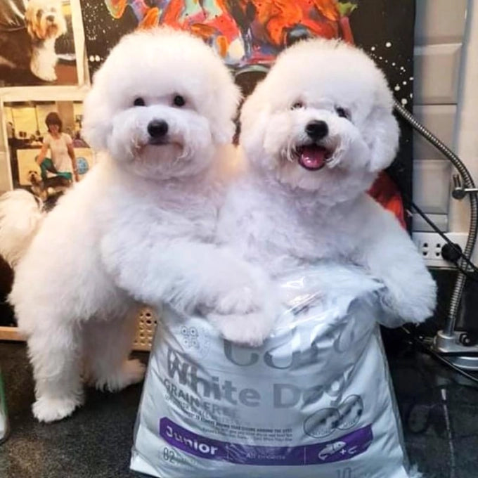 Nature's Protection Superior Care White Dogs Grain Free Salmon Junior All Breeds Dog Dry Food