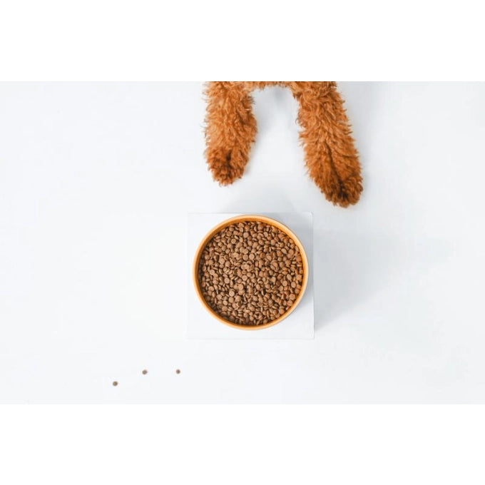 Nature’s Protection Superior Care Red Coat Grain Free Salmon Small Breed Junior Dog Dry Food