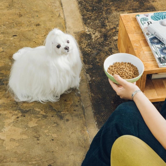 Nature’s Protection Superior Care Hypoallergenic Grain Free Salmon Adult All Breeds Dog Dry Food