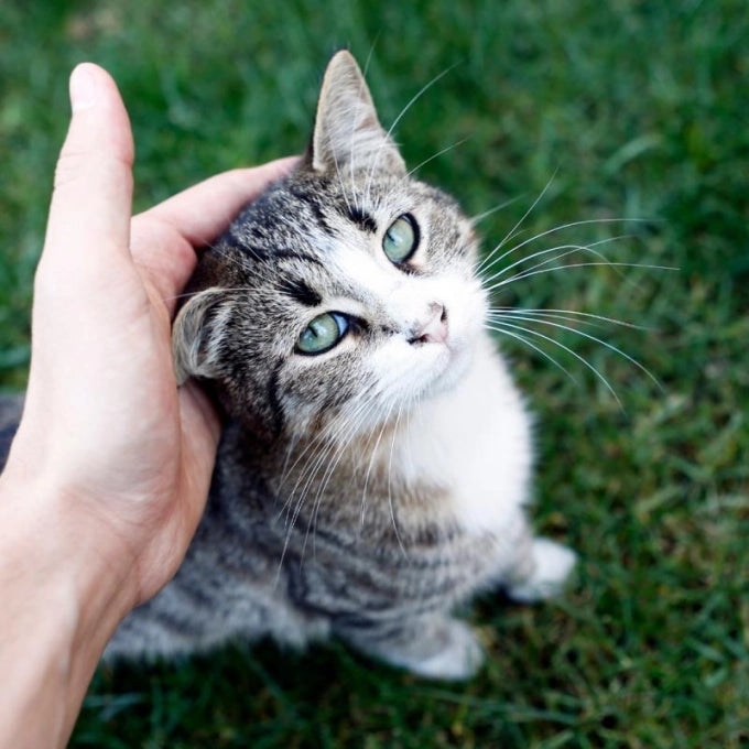 Nature's Protection Salmon Oil For Skin And Coat Of Adult Dogs And Cats