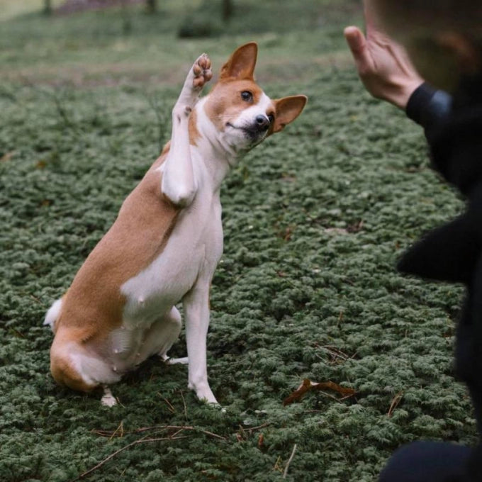 Nature's Protection Salmon Oil For Skin And Coat Of Adult Dogs And Cats