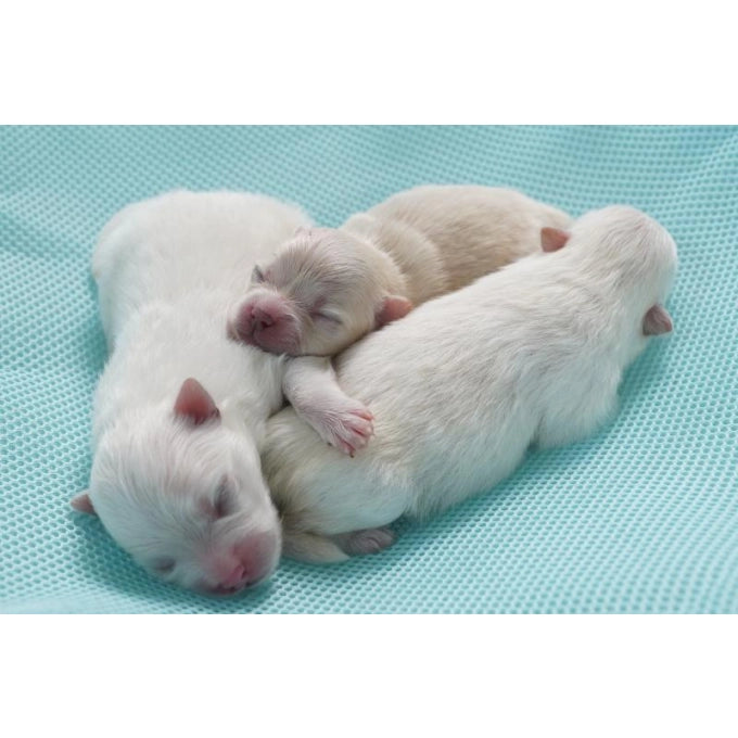 Nature's Protection Puppy Milk Replacer for Puppies for Bone Development & Growth