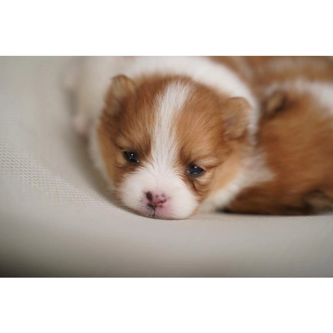 Nature's Protection Puppy Minerals Complementary Feed For Puppies For Bone Development & Healthy Growth