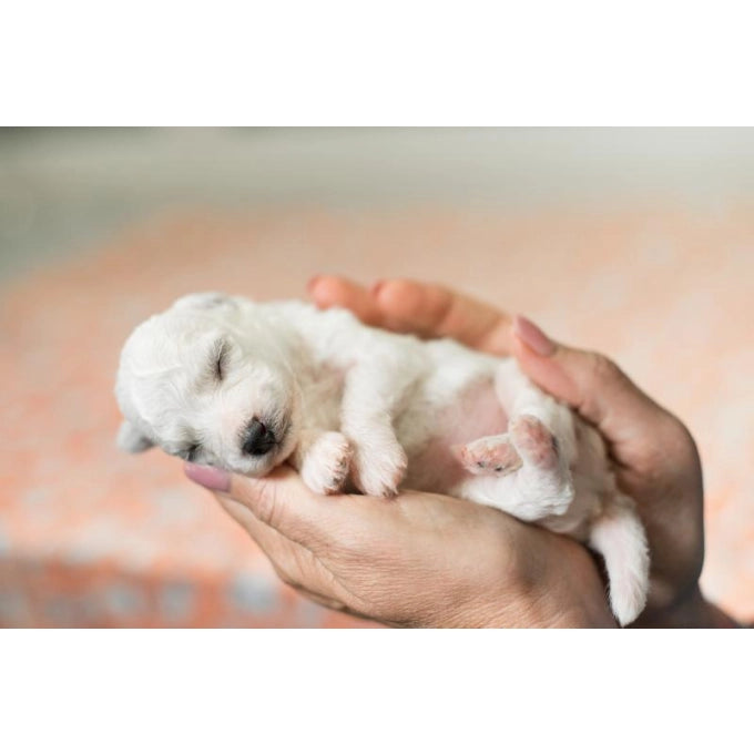 Nature's Protection Puppy Milk Replacer for Puppies for Bone Development & Growth